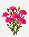Mini Carnations Hot Pink