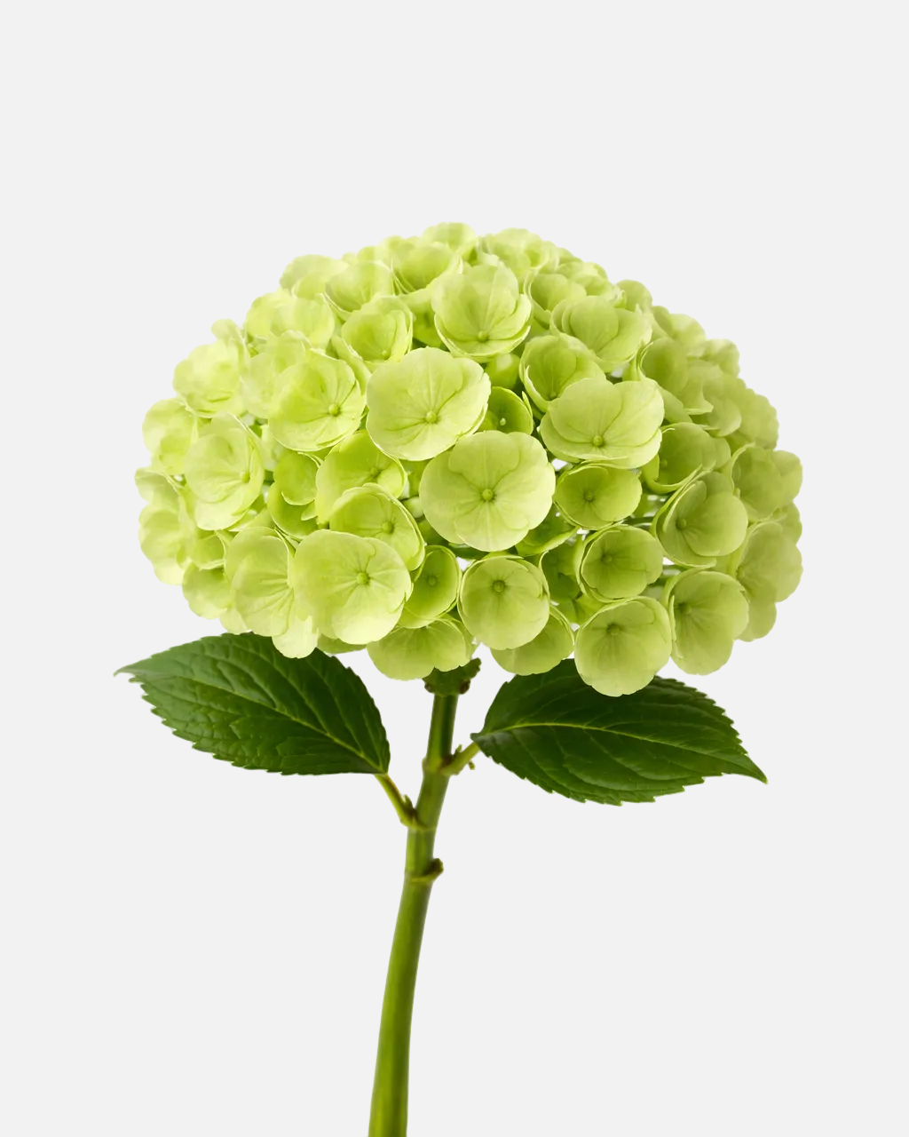 Mini Hydrangea Green