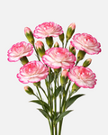 Mini Carnations Novelty Bicolor Box