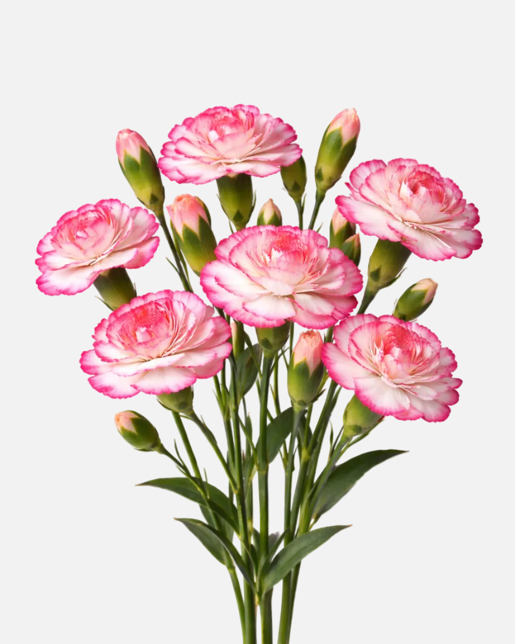 Mini Carnations Novelty Bicolor Box