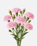 Mini Carnations Pink