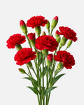 Mini Carnations Red