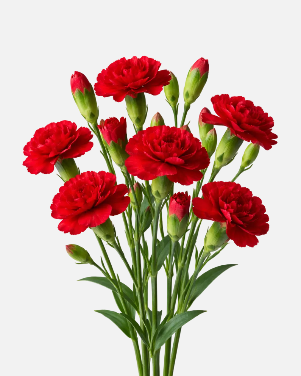 Mini Carnations Red