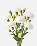 Mini Carnations White