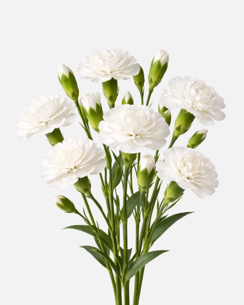 Mini Carnations White