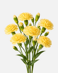 Mini Carnations Yellow