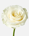 Mondial Roses White Short