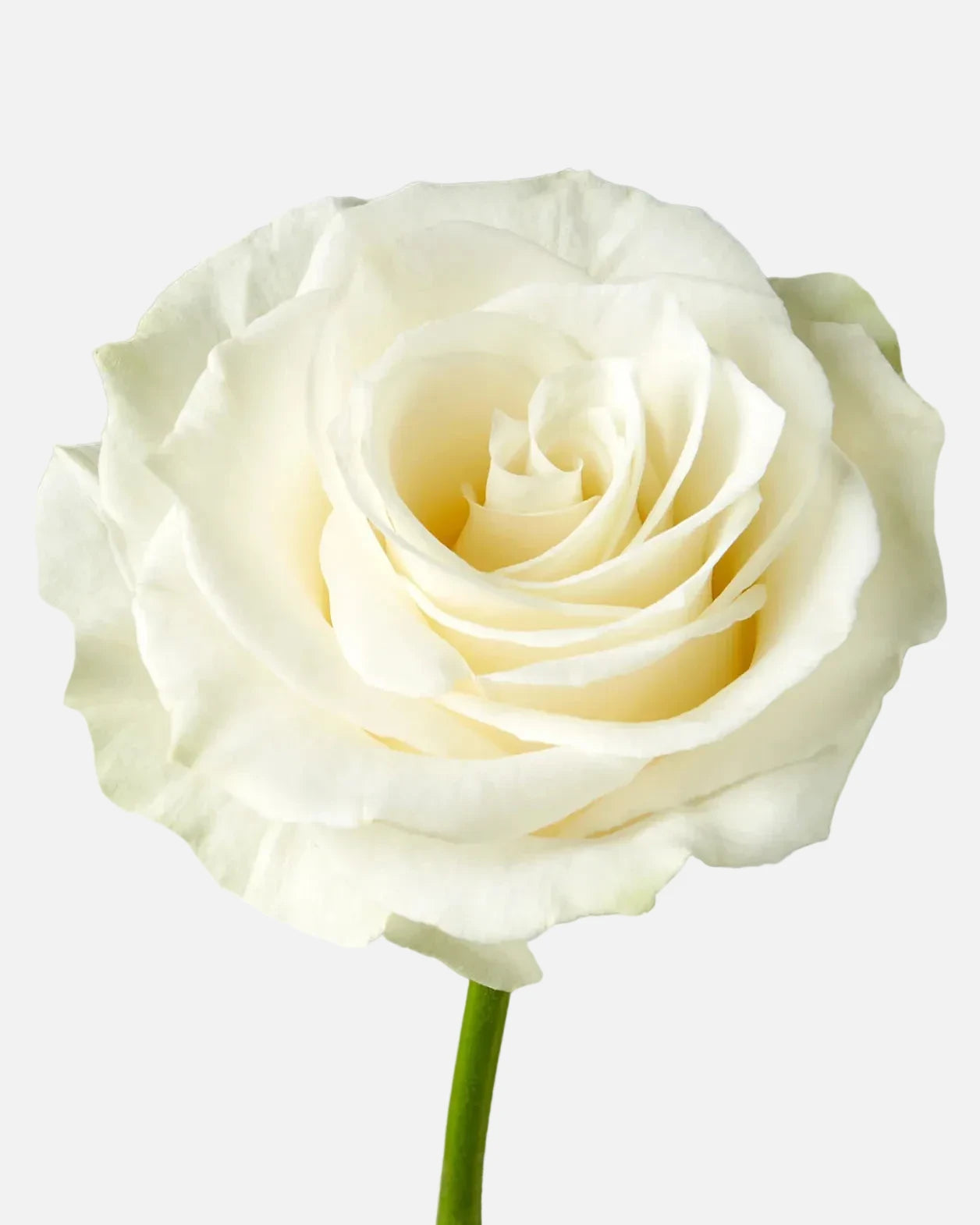 Mondial Roses White Short