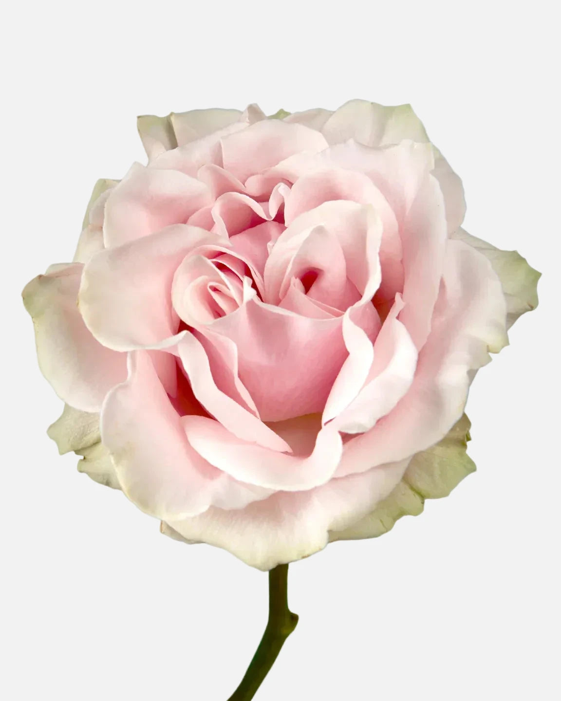 Mondial Roses Pink Short