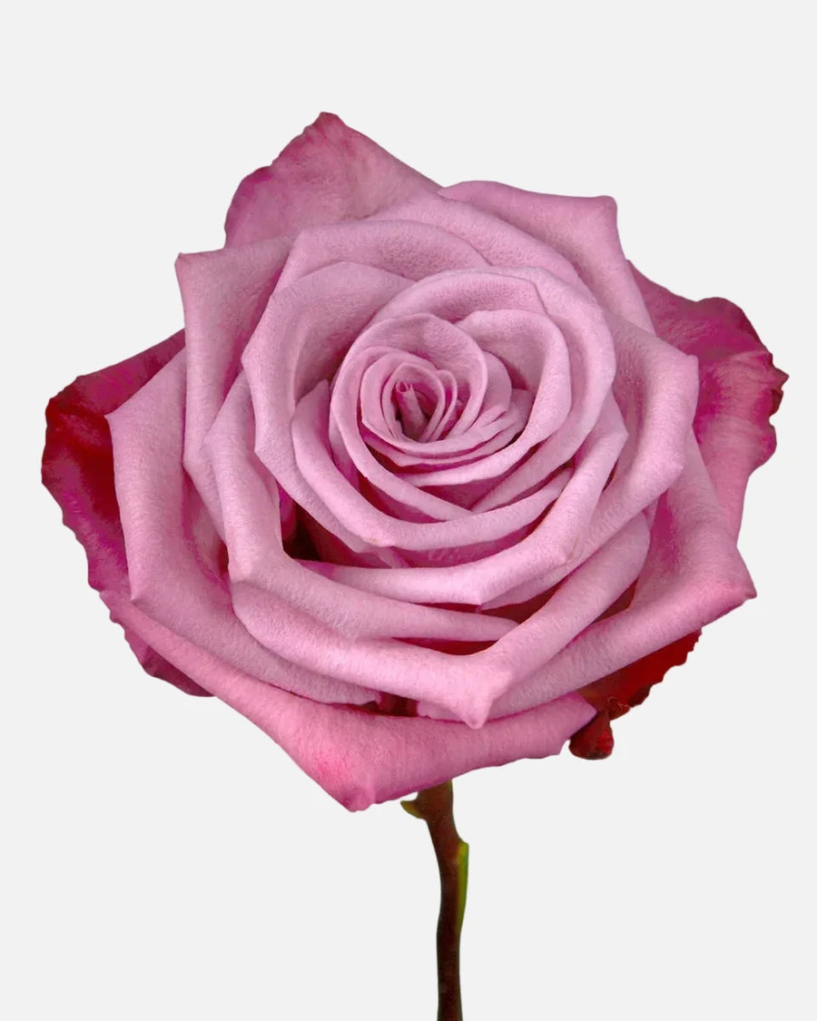Moody Blues Rosas Lavanda Corto