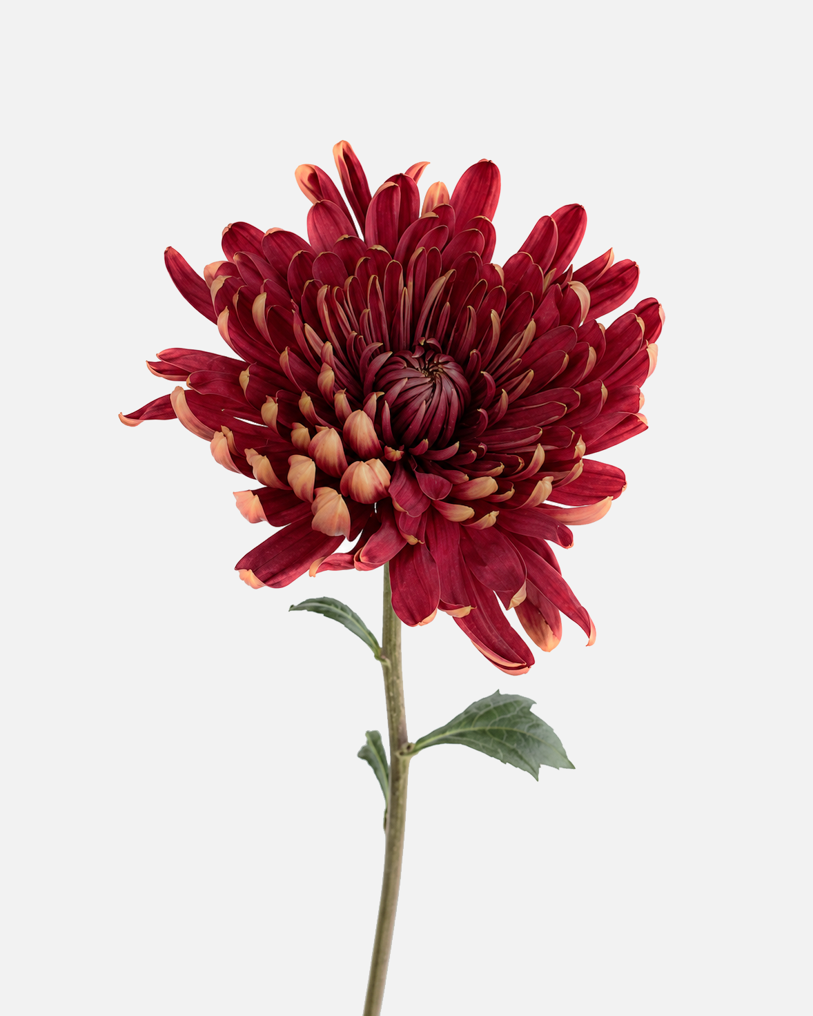 Football Mums Red