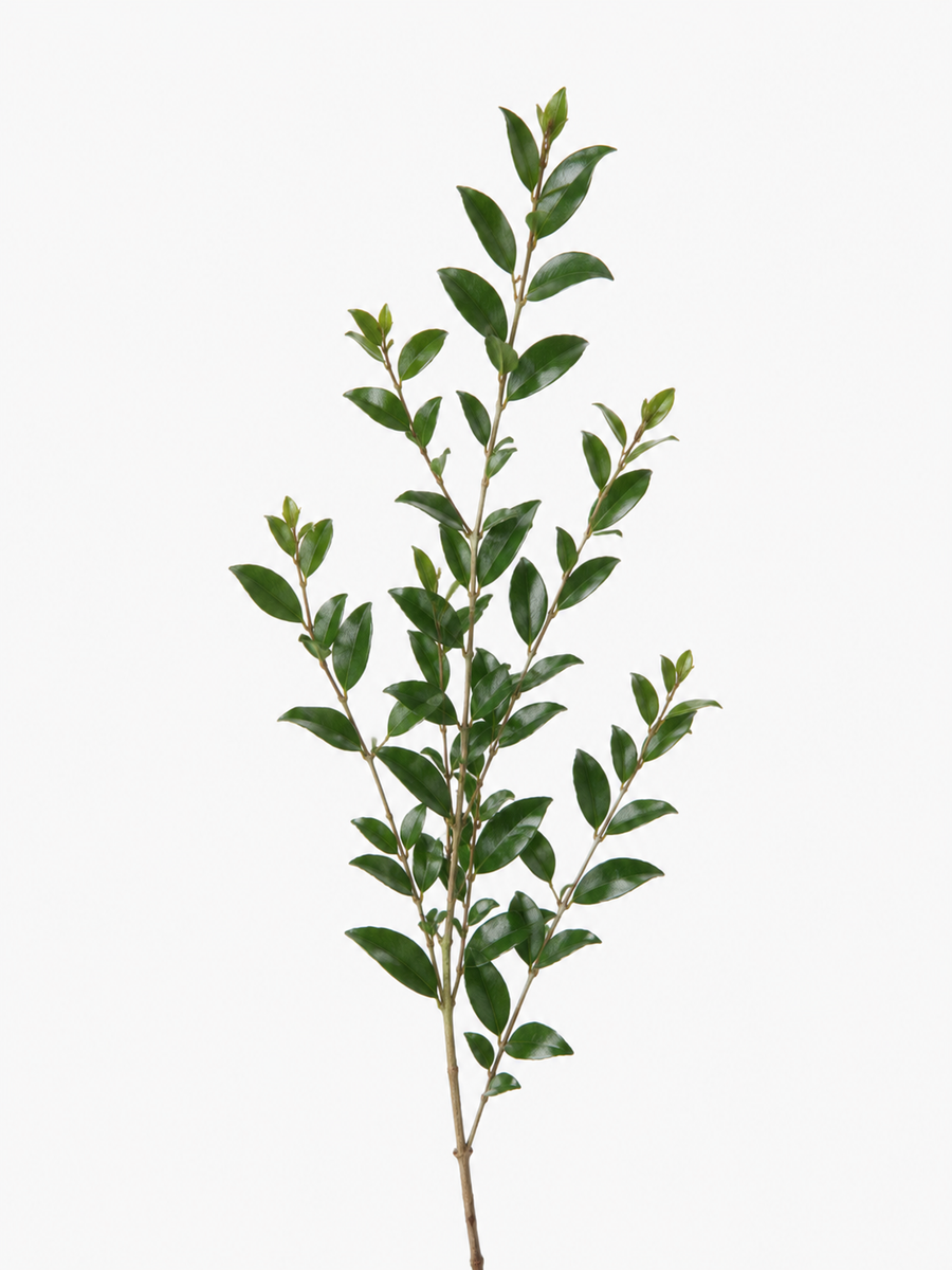 Mirto