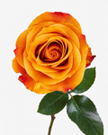 Nexus Roses Short