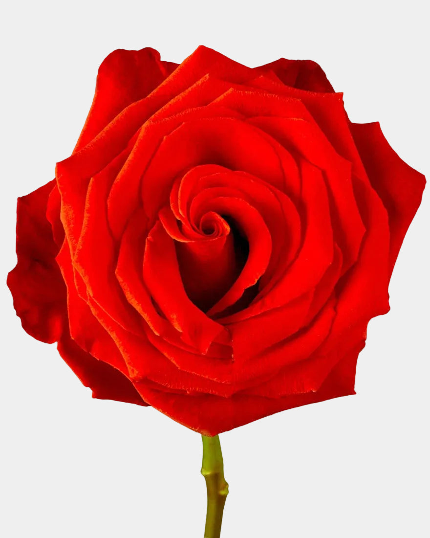 Naranja Larga Rosas Nina