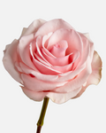 Novia Roses Pink Long