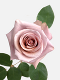 Nude Roses Long