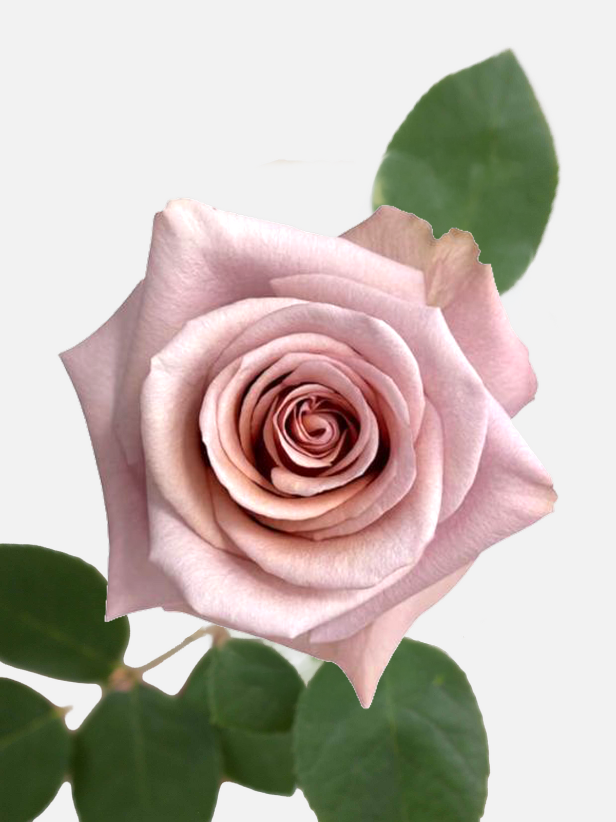 Nude Roses Long