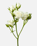 Spray Roses White