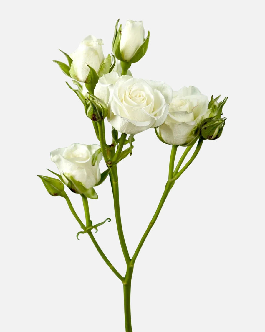 Rosas miniatura blancas