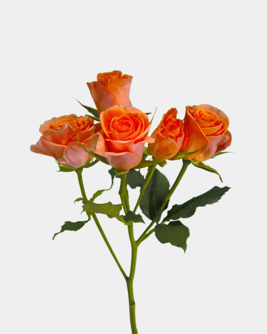 Rosas ramificadas naranja