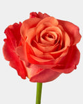 Orange Crush Roses Long
