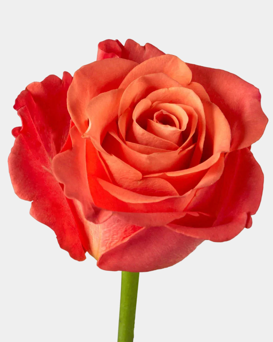 Orange Crush Roses Long