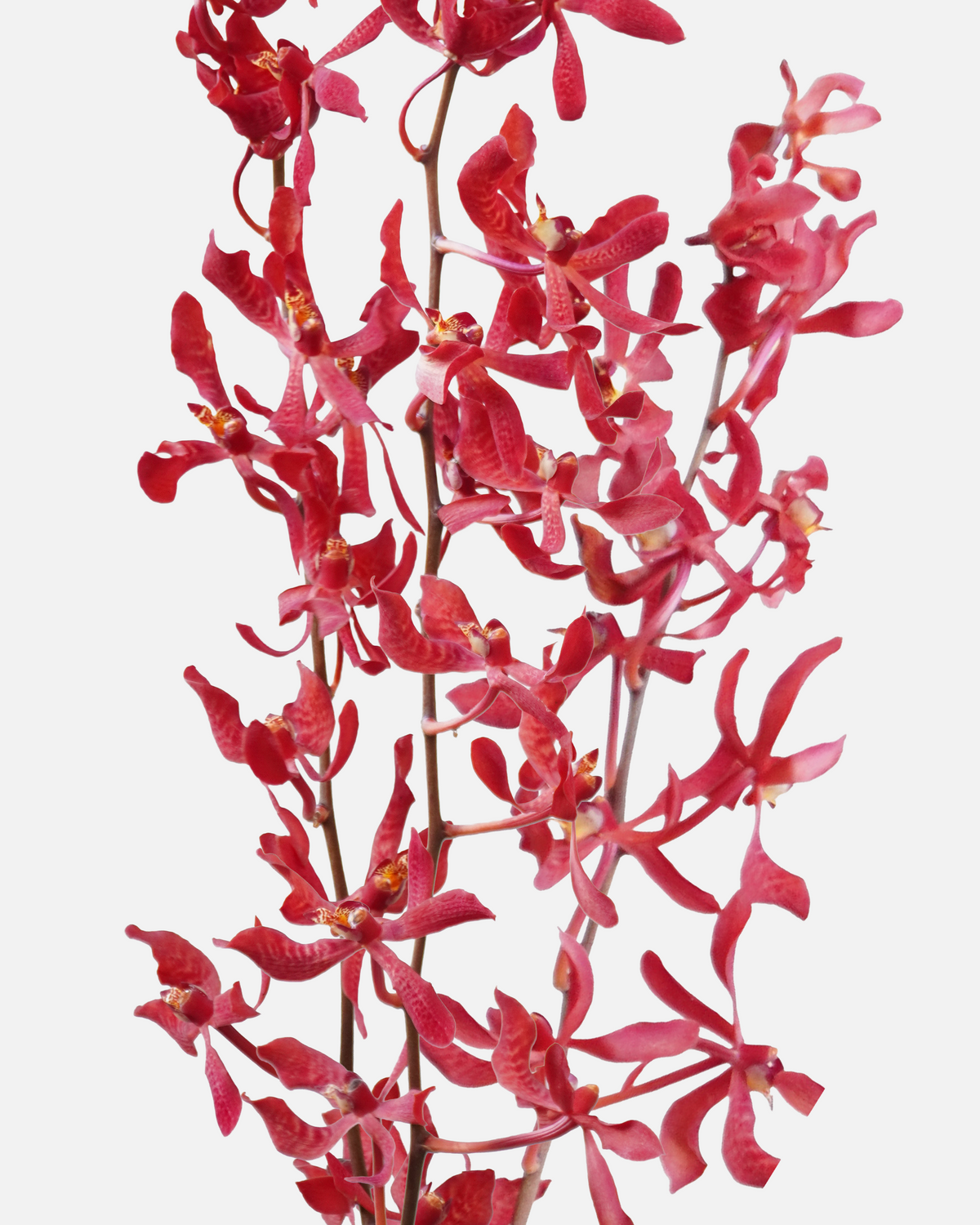 Orquídea Oshima Borgoña