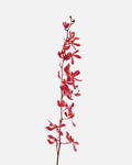 Orquídea Oshima Borgoña