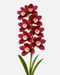 Oshima Orchid Burgundy