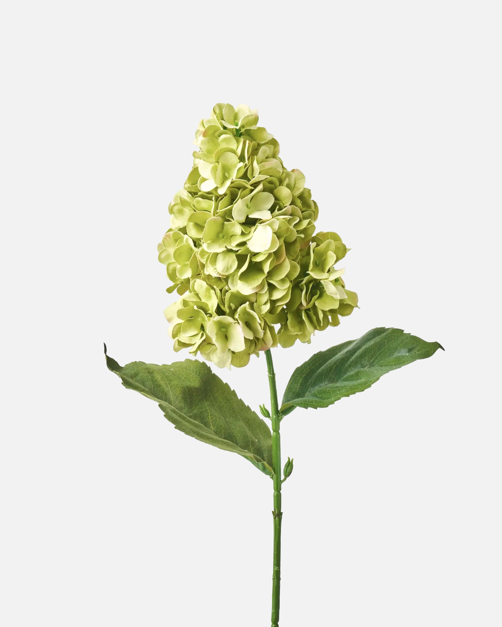 Pee Gee Hydrangea Lime Green