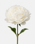 Peonies White