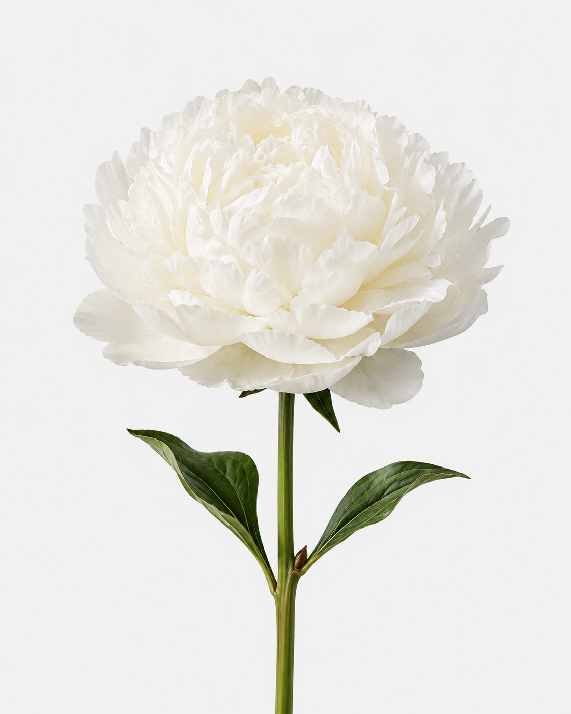 Peonies White