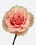 Phoenix Roses Peach Long