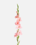 Gladiolus Pink