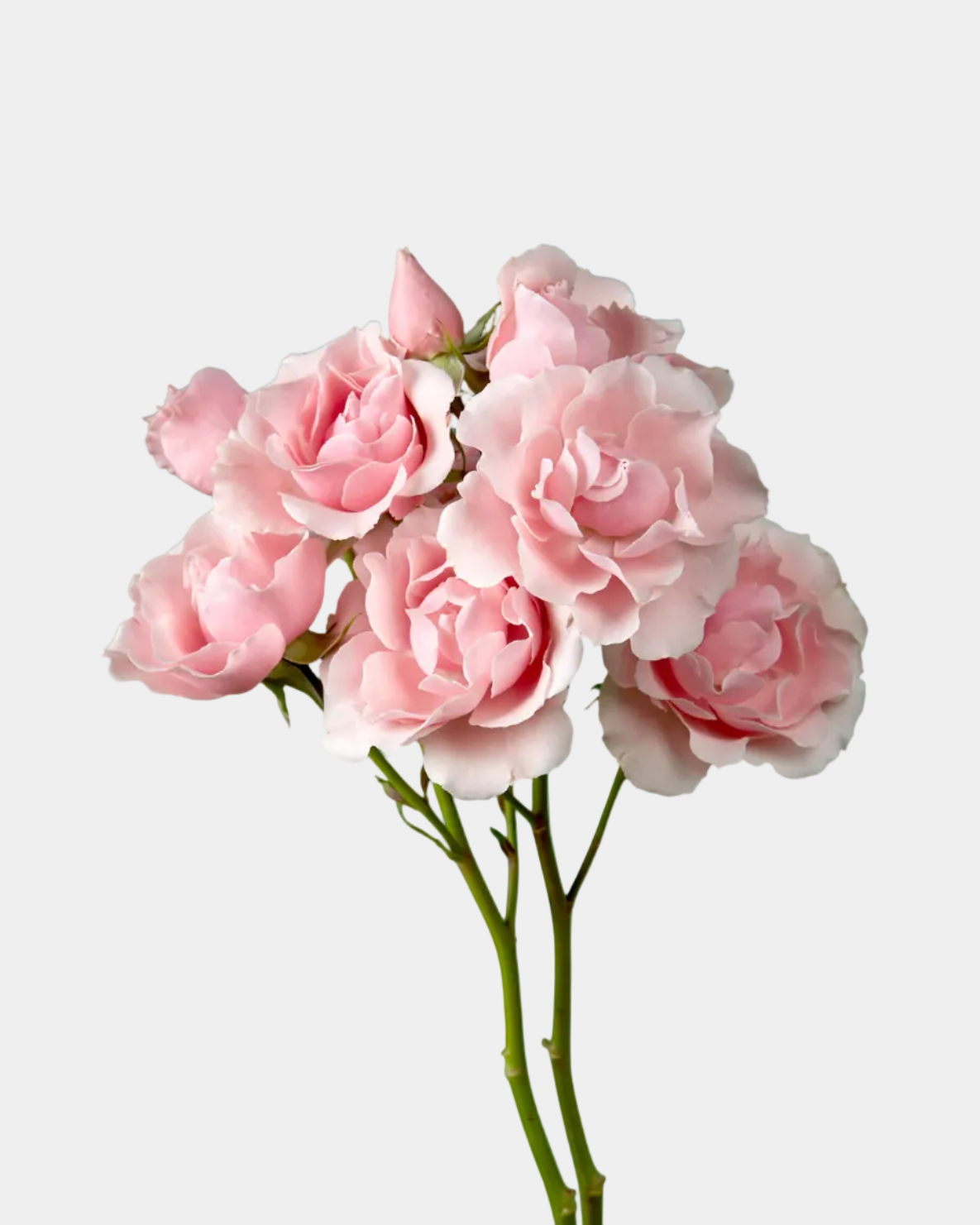 Rosales de pitiminí rosa Majolika