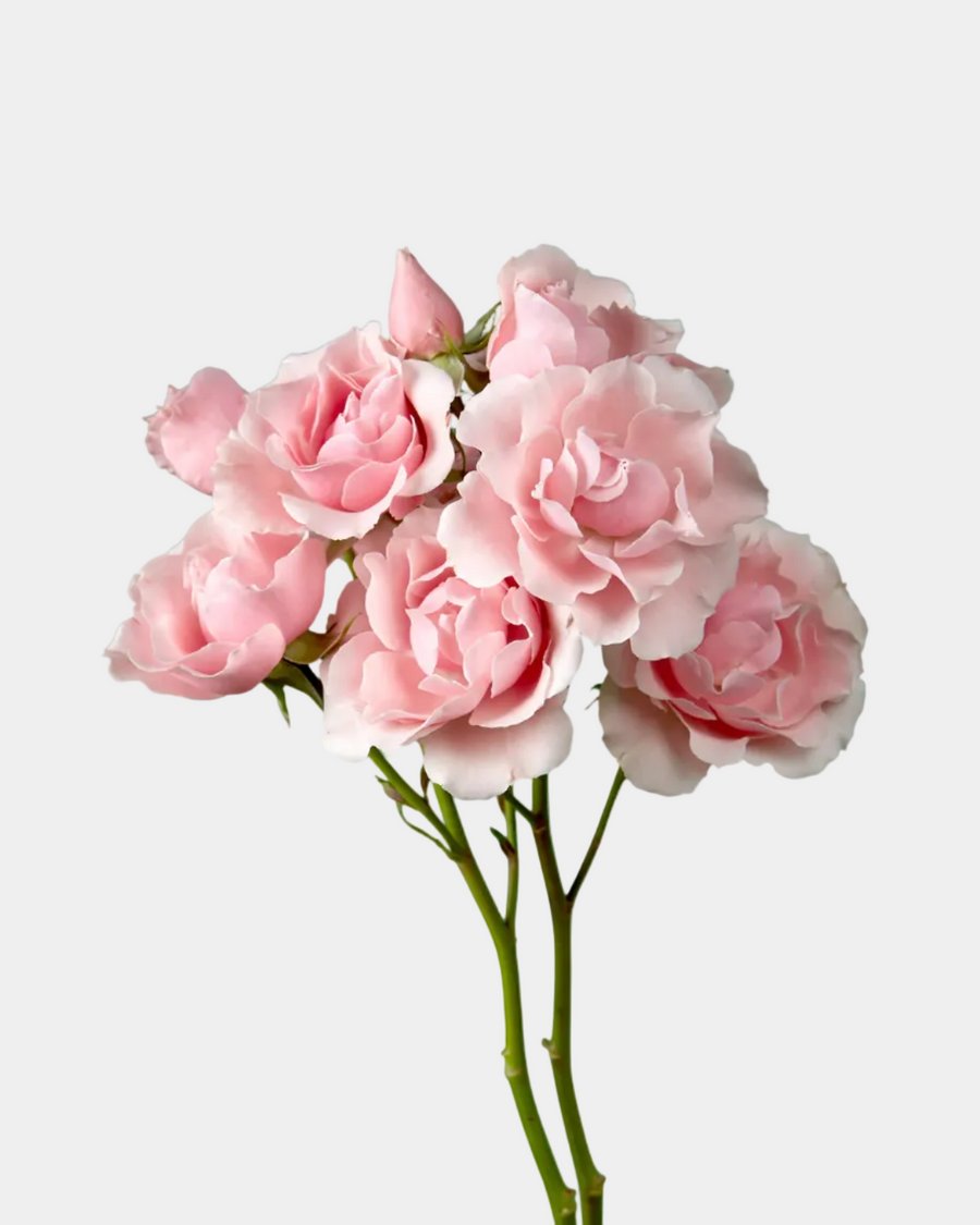 Rosales de pitiminí rosa Majolika