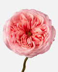 Pink Expression Garden Roses Short
