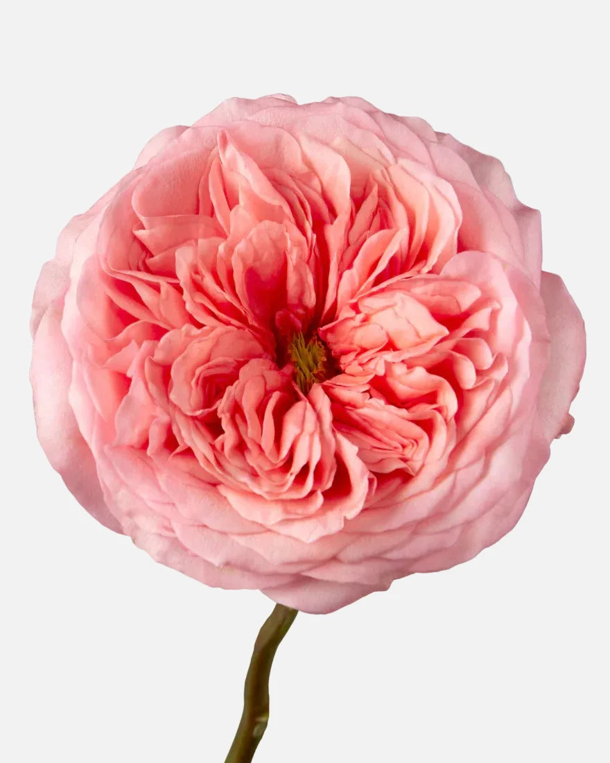 Rosas de jardín rosadas, expresión corta
