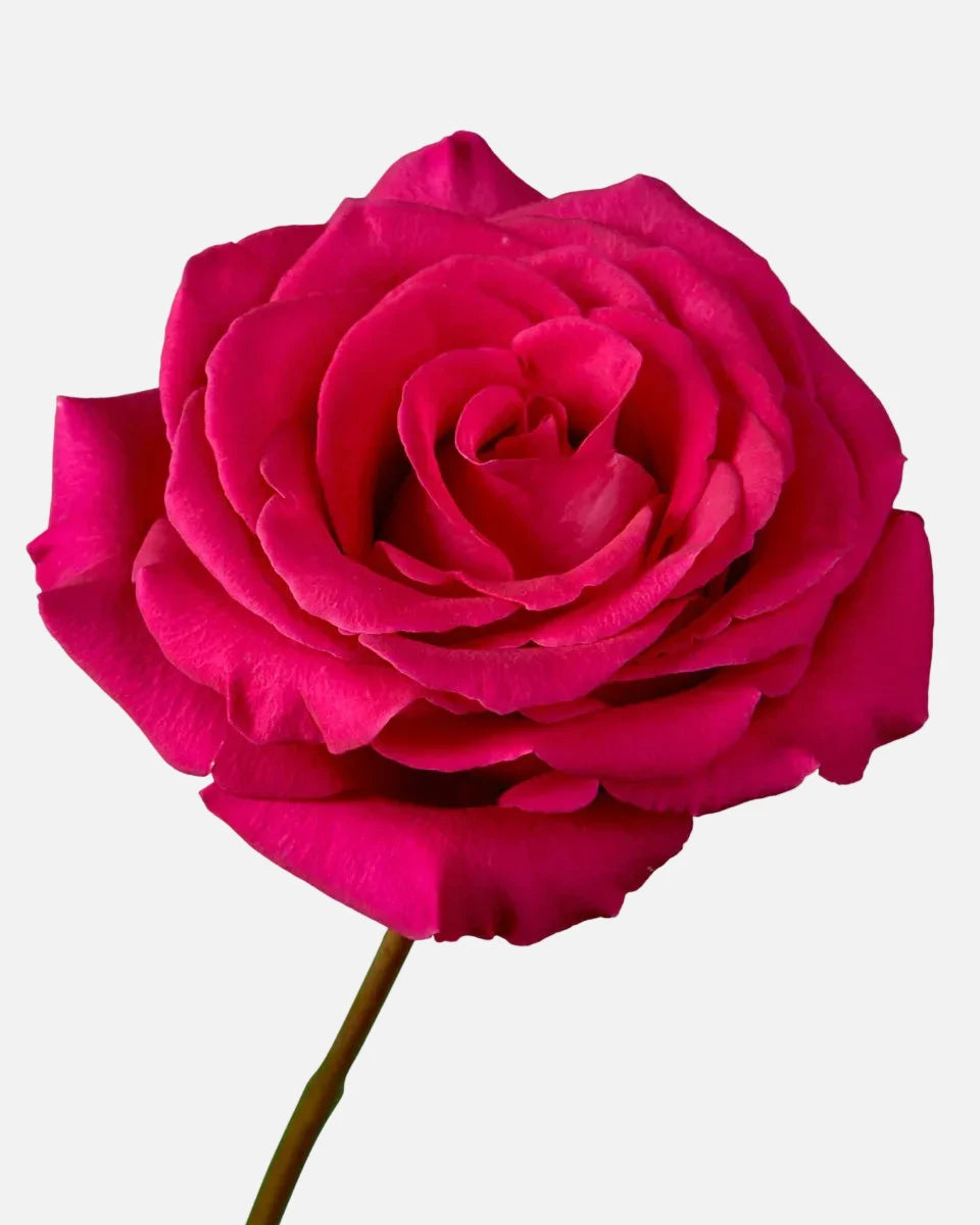 Pink Floyd Roses Hot Pink Short