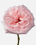 Pink O'hara Garden Roses Long