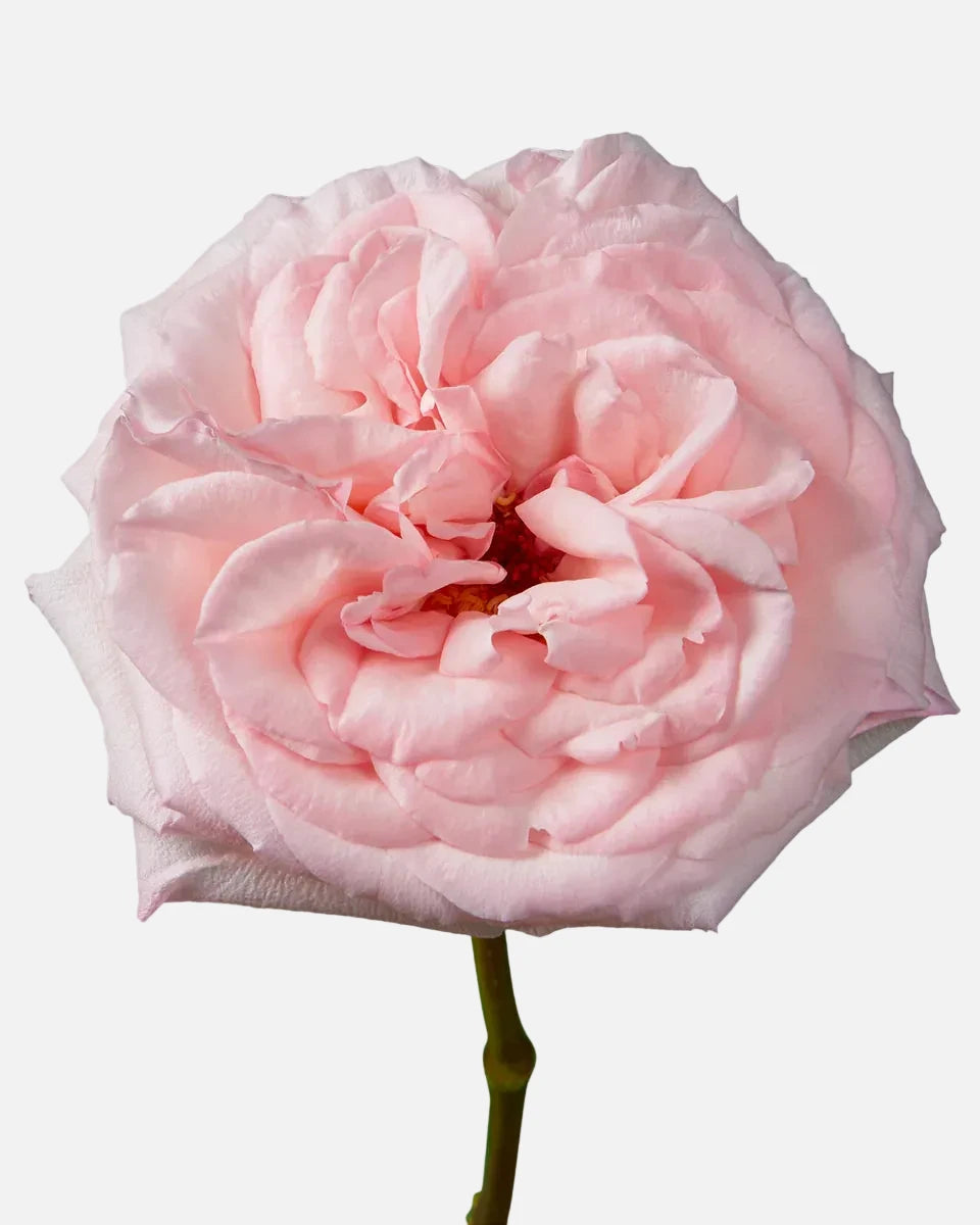 Pink O'hara Garden Roses Long