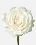Playa Blanca Roses White Short