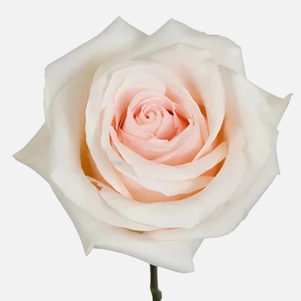 Rosas Pomarosa Rosado Largo