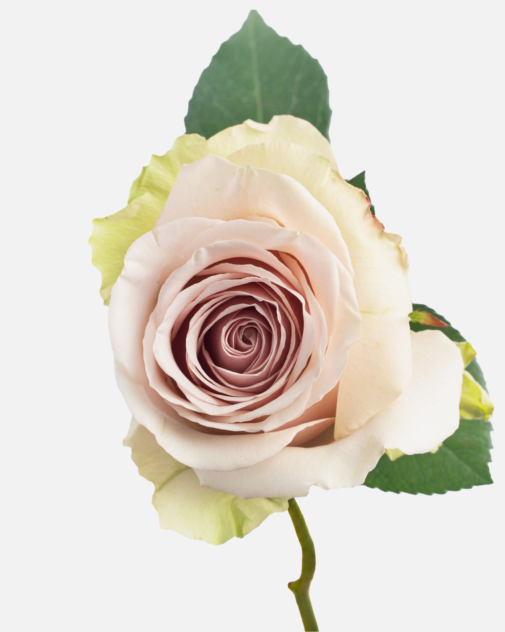 Pompeii Roses Long