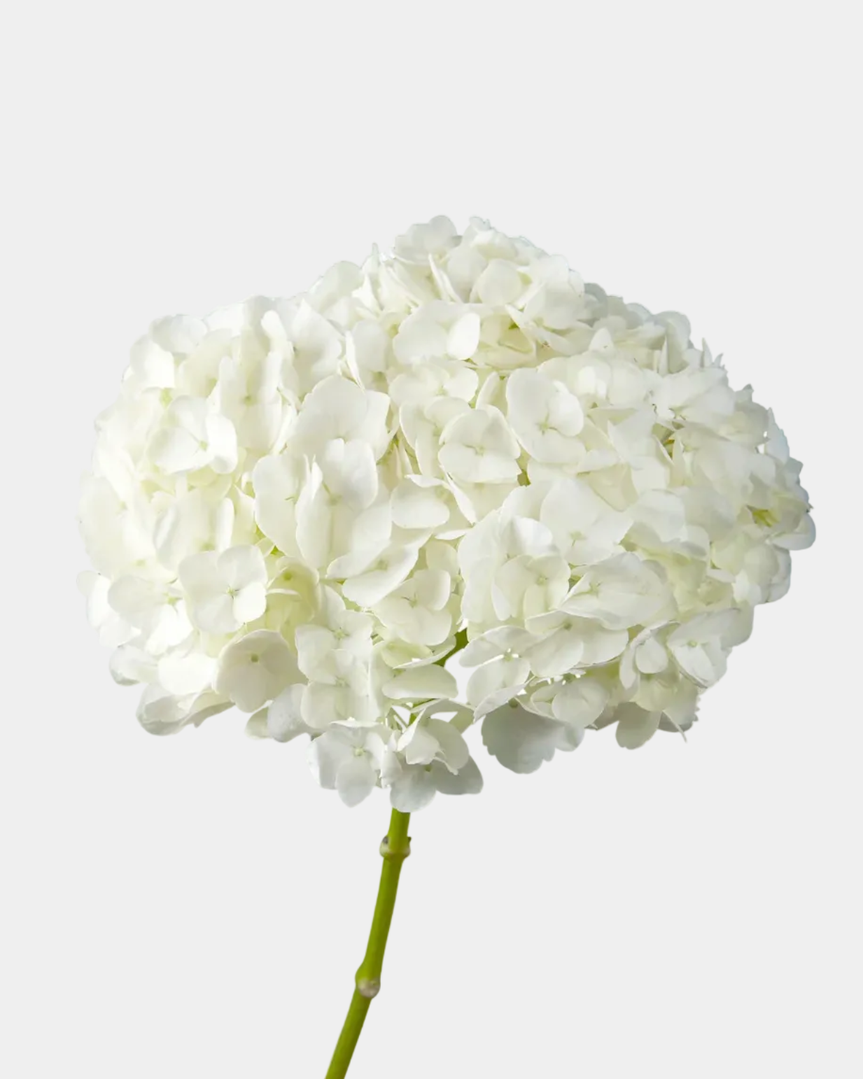 Hydrangea White Premium