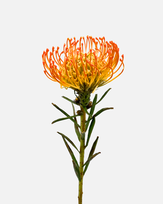 Protea Pincushion Orange