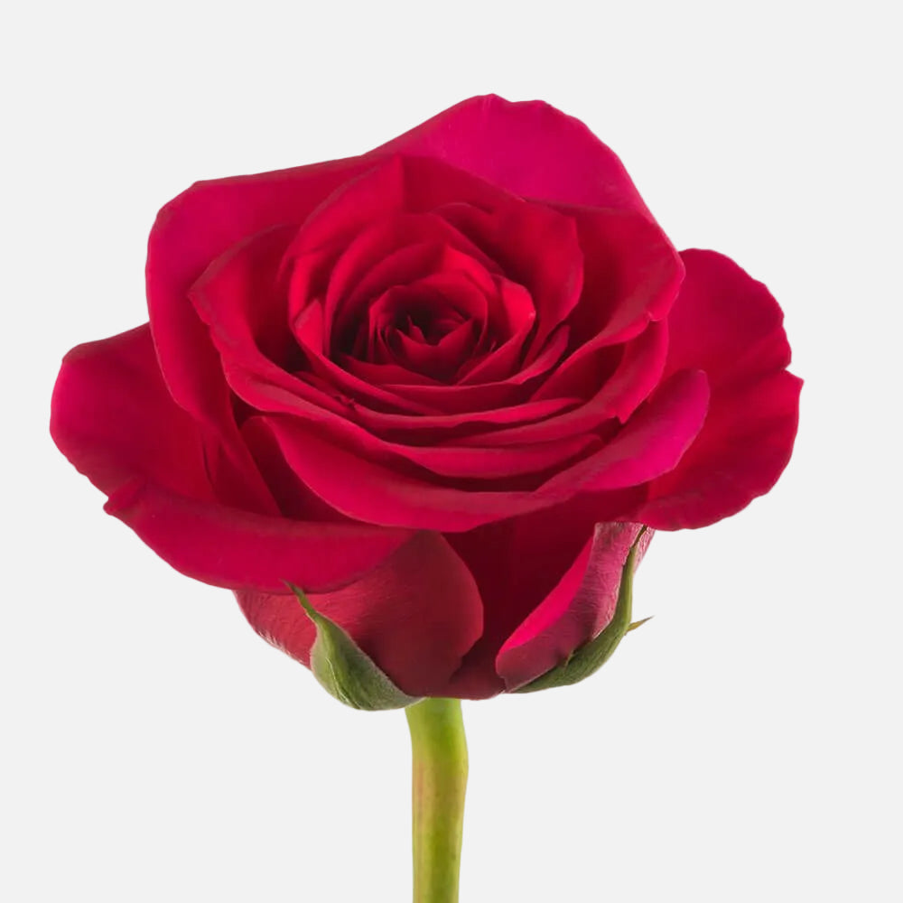 Queen Berry Roses Long