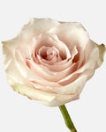 Quicksand Roses Long