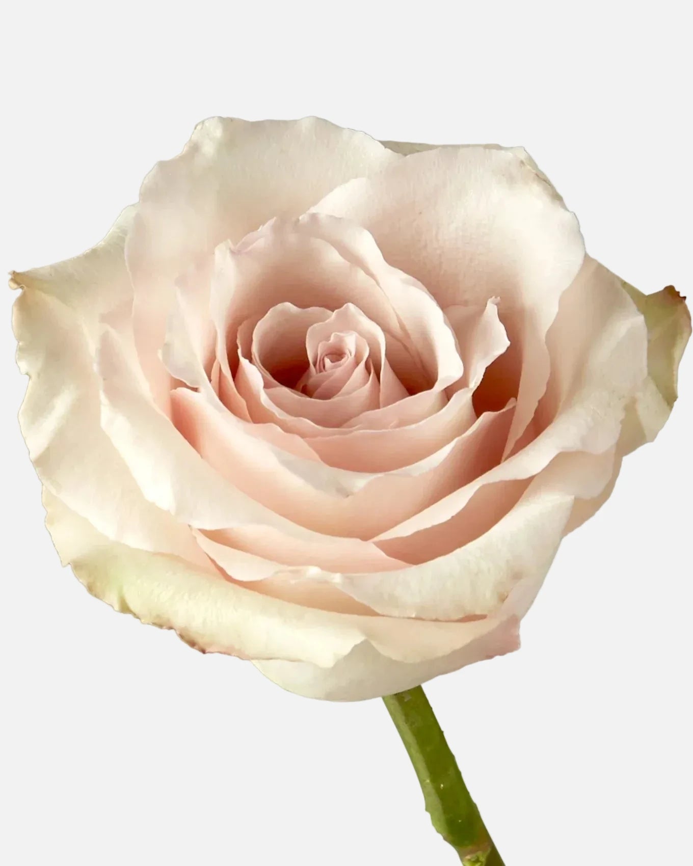 Quicksand Roses Long