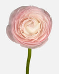 Ranunculus Pink Cloni Hanoi